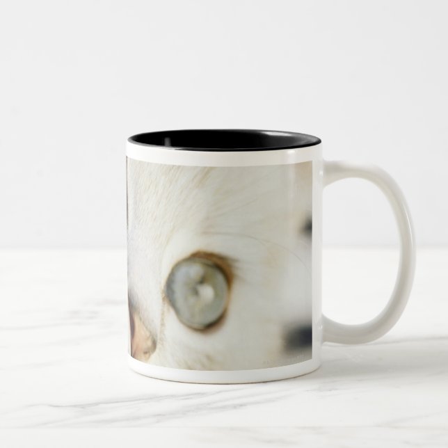 Kattunge närbild 2 Två-Tonad mugg (Höger)