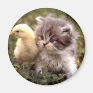 Kattunge- och babychick magnet