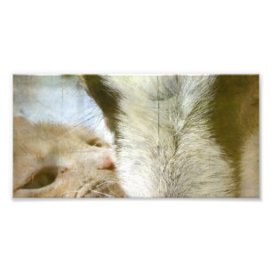 Kattunge och getvänner fototryck
