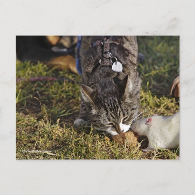 Kattunge och Mousey  en måltid Vykort (Framsida)