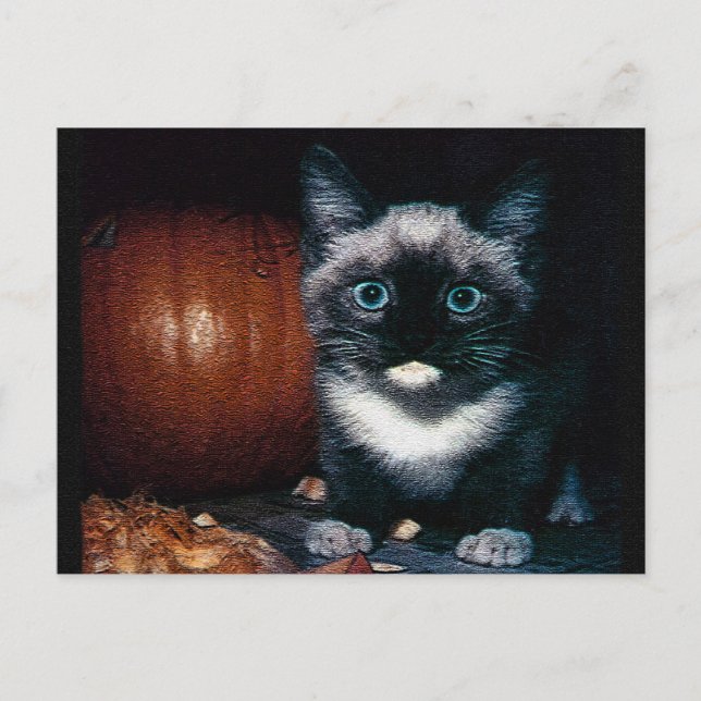 Kattunge och pumpa till Halloween Vykort (Framsida)