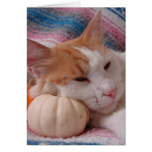 Kattunge och Pumpkin Hälsningskort