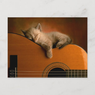 kattunge-on-guitar-vykort vykort