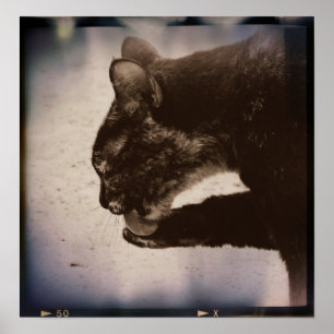 Kattunge på film, digital konst poster