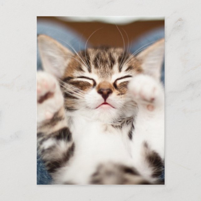 Kattunge på min varv vykort (Framsida)