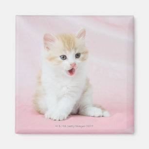 Kattunge på rosa bakgrund magnet