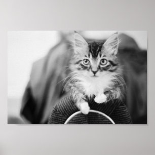 Kattunge på stol poster