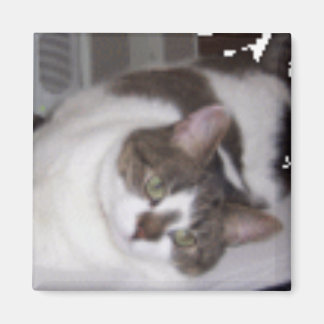 Kattunge Paperweight Magnet