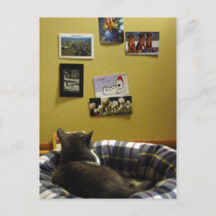 Kattunge Postcard Wall Vykort
