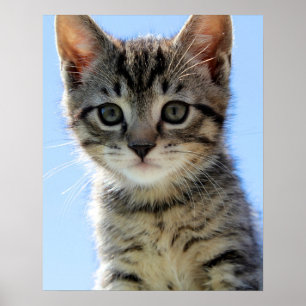 kattunge poster