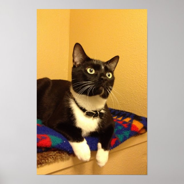 Kattunge poster (Framsidan)