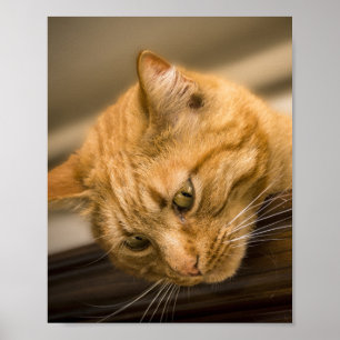 KATTUNGE POSTER