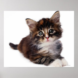 Kattunge Poster