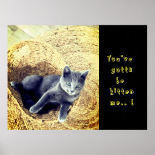 Kattunge  poster