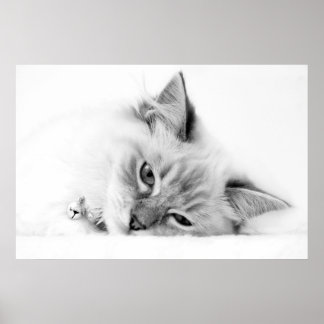 kattunge poster