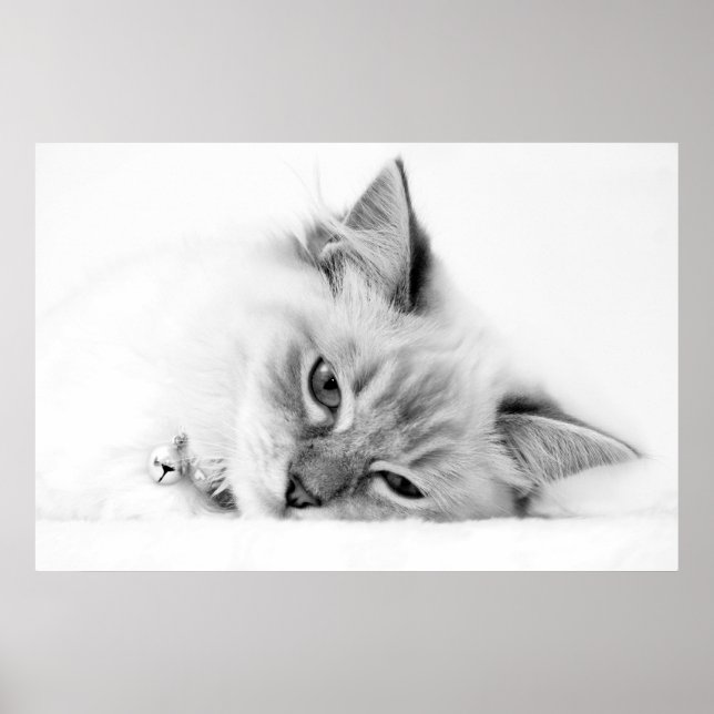 kattunge poster (Framsidan)