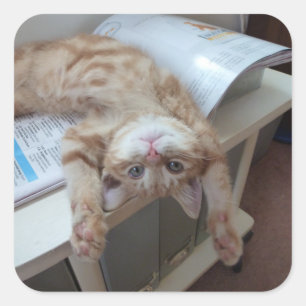 Kattunge Relaxing Fyrkantigt Klistermärke