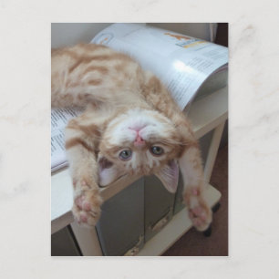 Kattunge Relaxing Vykort