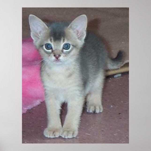 Kattunge sex veckor poster (Framsidan)
