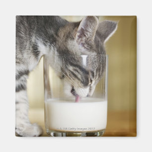Kattunge som dricker mjölk från exponeringsglas magnet