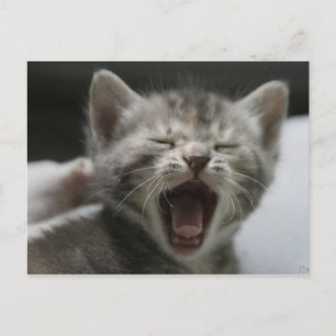 Kattunge som gäspar vykortet vykort