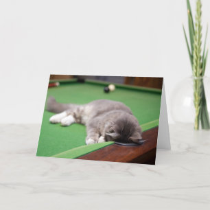 Kattunge som leker bassängen kort