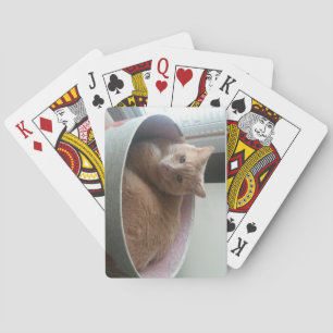 Kattunge som leker kort spel kort