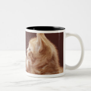 Kattunge som leker med prydnaden Två-Tonad mugg