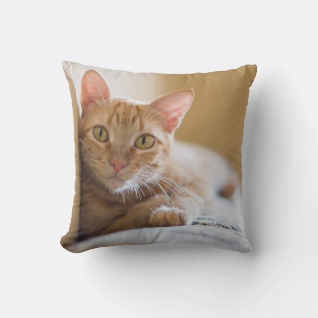 Kattunge som ljuger på soffan kudde (Framsida)