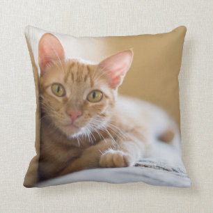 Kattunge som ljuger på soffan kudde