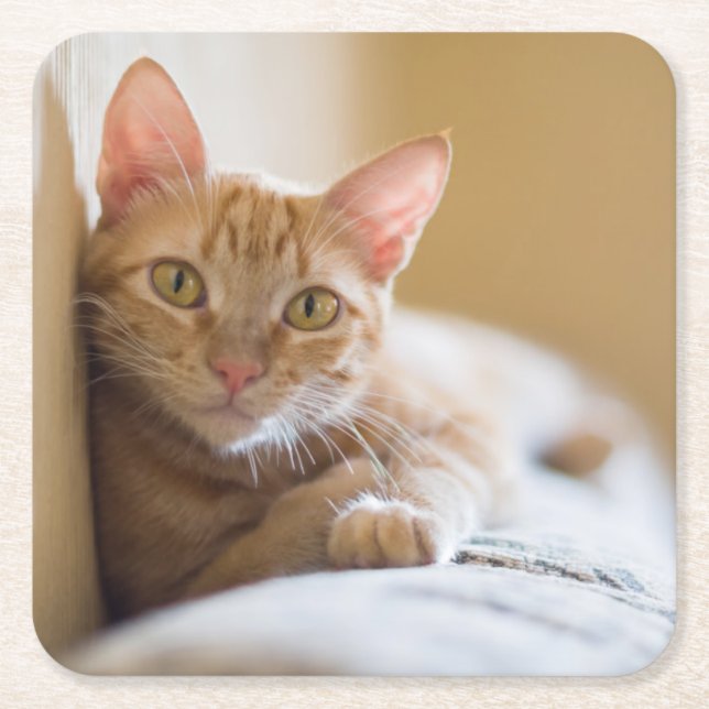 Kattunge som ljuger på soffan underlägg papper kvadrat (Framsidan)