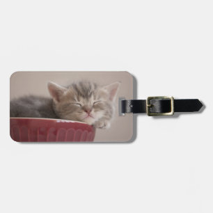 Kattunge som sovar i en bunke bagagebricka