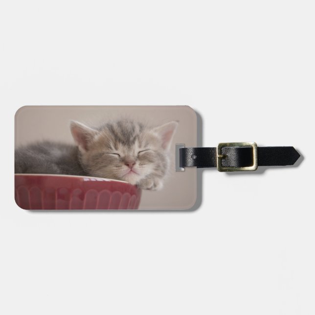 Kattunge som sovar i en bunke bagagebricka (Horisontell Framsida)