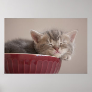 Kattunge som sovar i en bunke poster