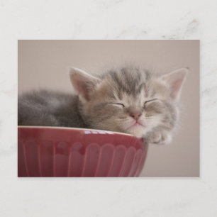 Kattunge som sovar i en bunke vykort