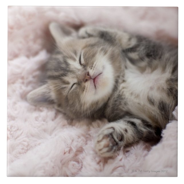 Kattunge som sovar på handduken kakelplatta (Framsidan)