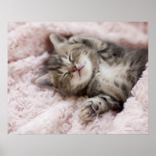Kattunge som sovar på handduken poster
