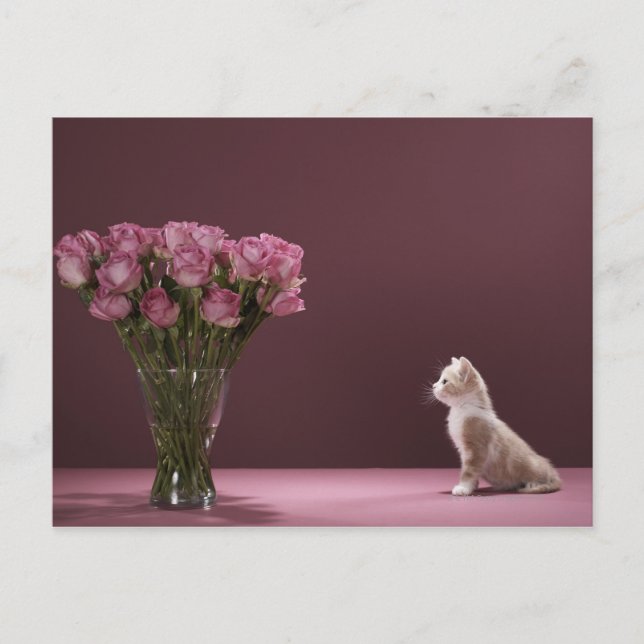Kattunge som tittar på vas med rosor vykort (Framsida)