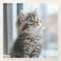 Kattunge som tittar ut genom fönstret