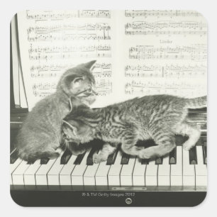 Kattunge som två leker på pianotangentbord, (B&W Fyrkantigt Klistermärke