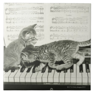 Kattunge som två leker på pianotangentbord, (B&W Kakelplatta