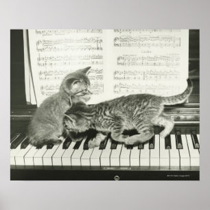 Kattunge som två leker på pianotangentbord, (B&W Poster