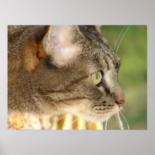Kattunge Stare Poster
