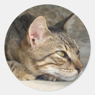 Kattunge Stickers Runt Klistermärke