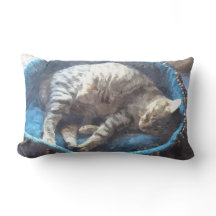 Kattunge tar en kapsel, tabbby Tiger Cat Sleeping