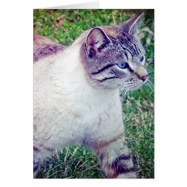 Kattunge Tillfällen Card Hälsningskort (Framsidan)