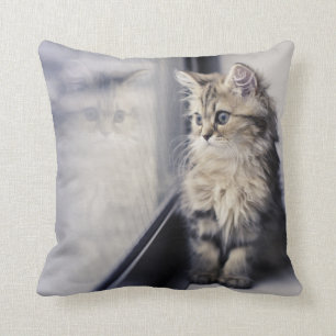 Kattunge tittar ut fönster kudde