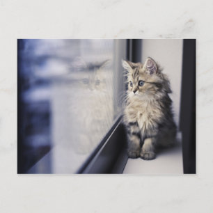Kattunge tittar ut fönster vykort