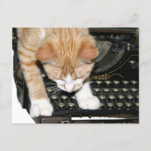 Kattunge-typer Vykort