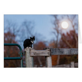 Kattunge under fullmånen hälsningskort